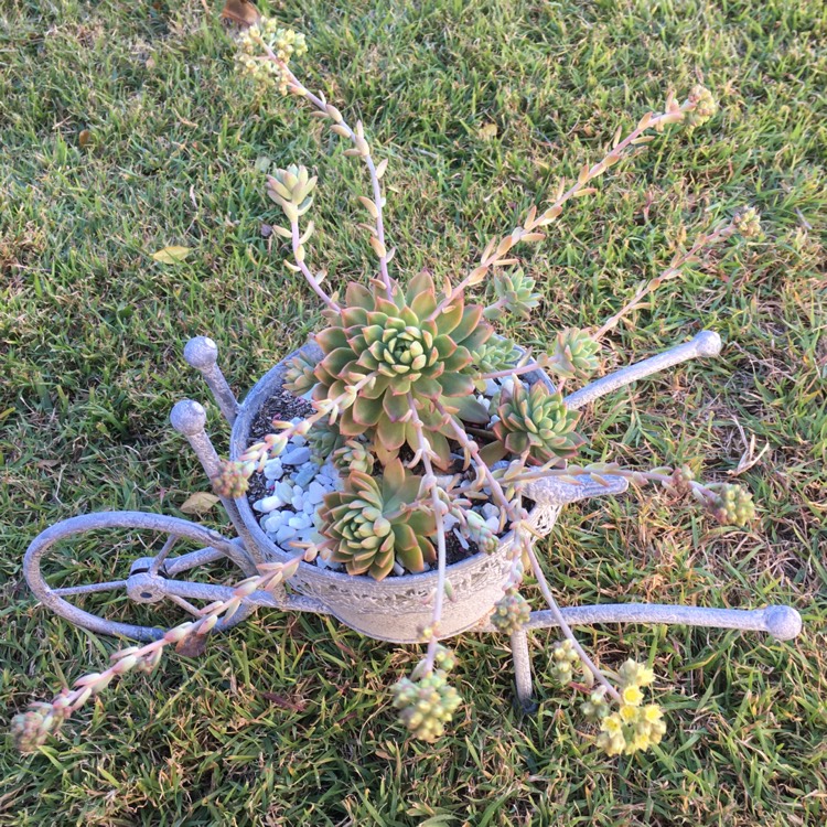 Plant image xSedeveria Maialen