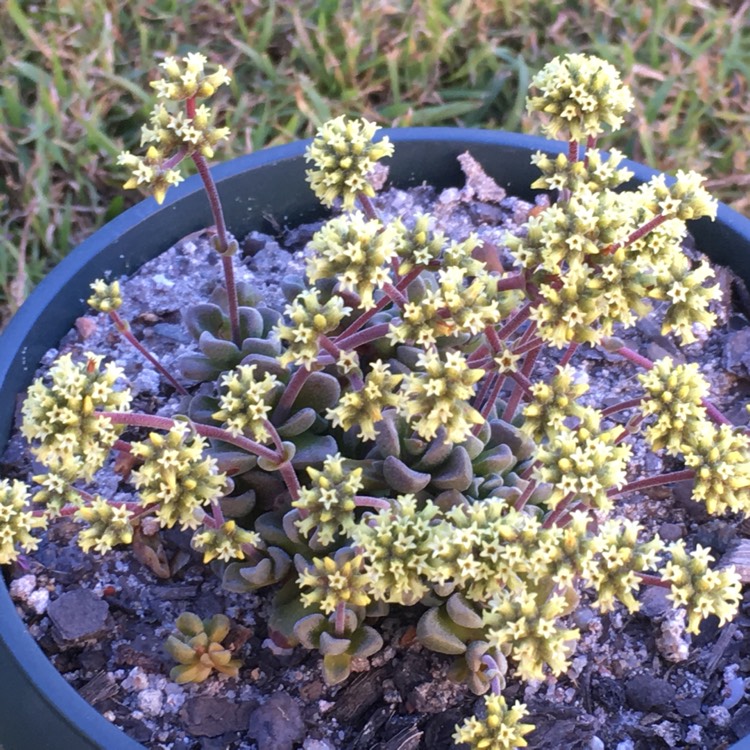 plant image 823133 plant image 823133