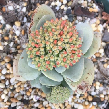 Crassula 'Morgan's Beauty'