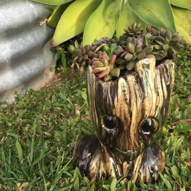 Anacampseros