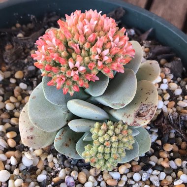 Crassula 'Morgan's Beauty'