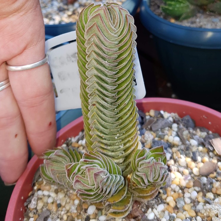 plant image 847175 plant image 847175