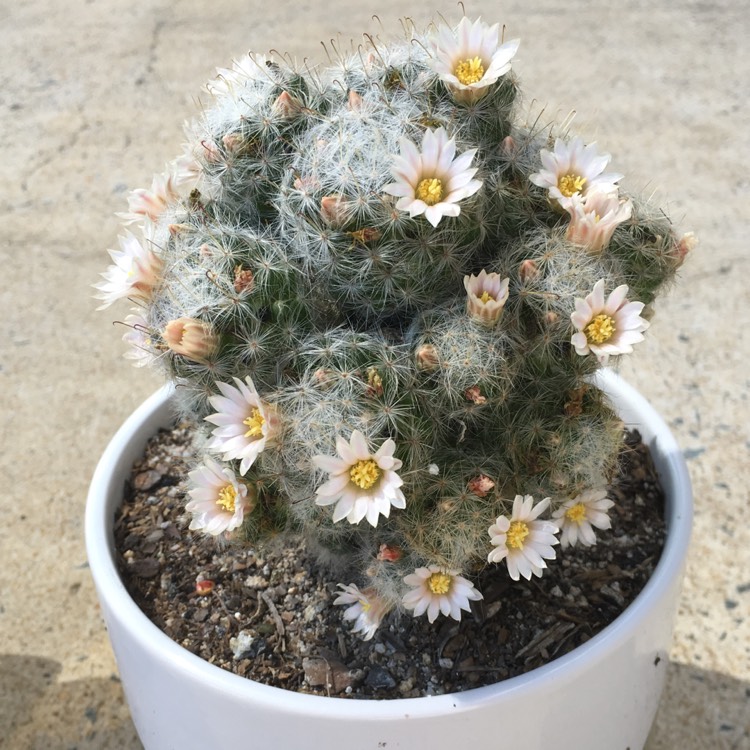plant image 848351 plant image 848351
