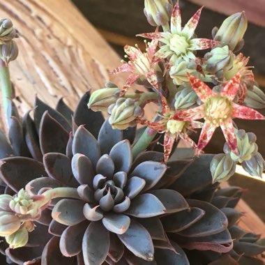 Graptopetalum Rusbyi