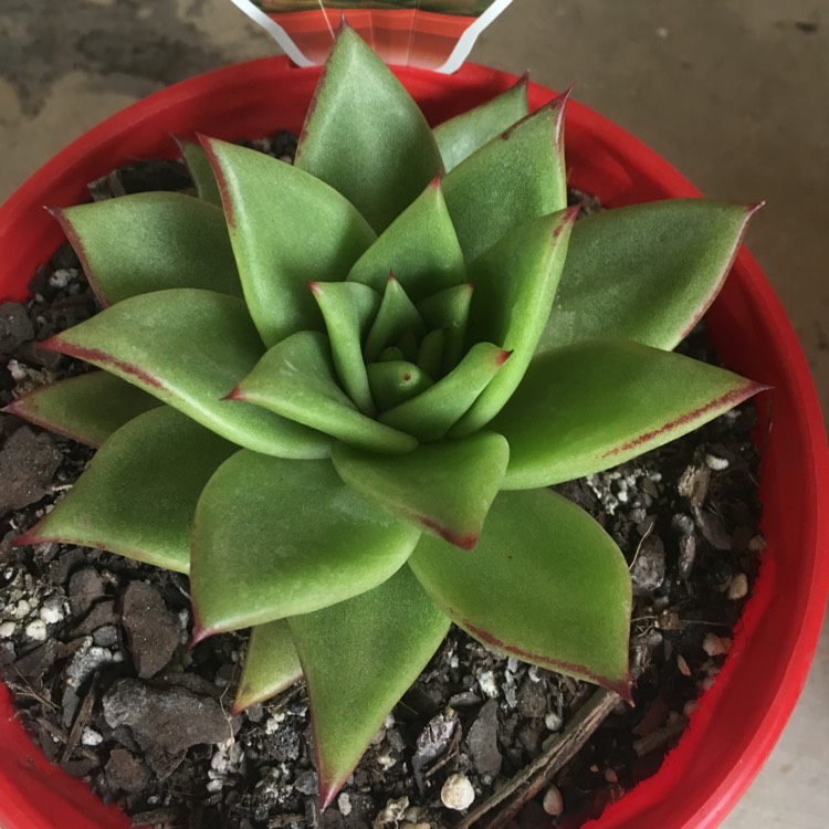 plant image 864744