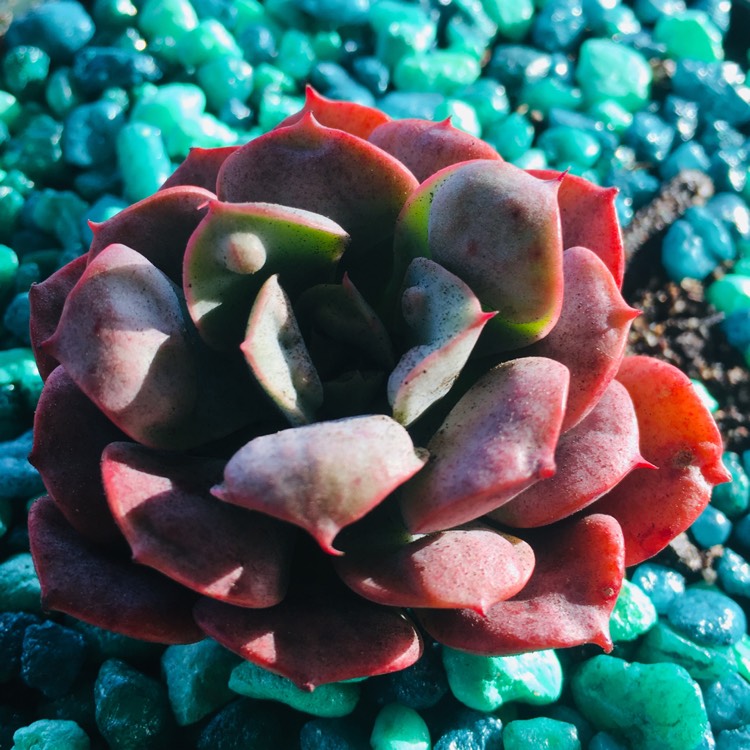 plant image 874314