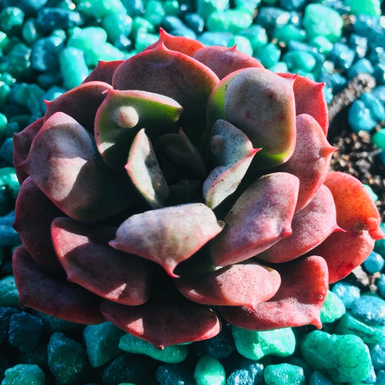 plant image 874315