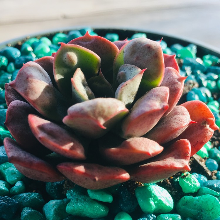 Plant image Echeveria Pagoda