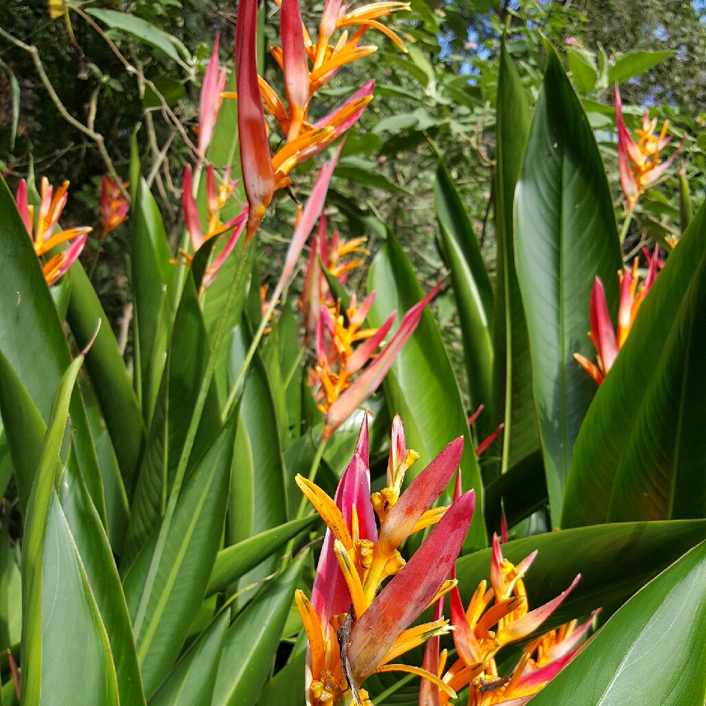 plant image 29873