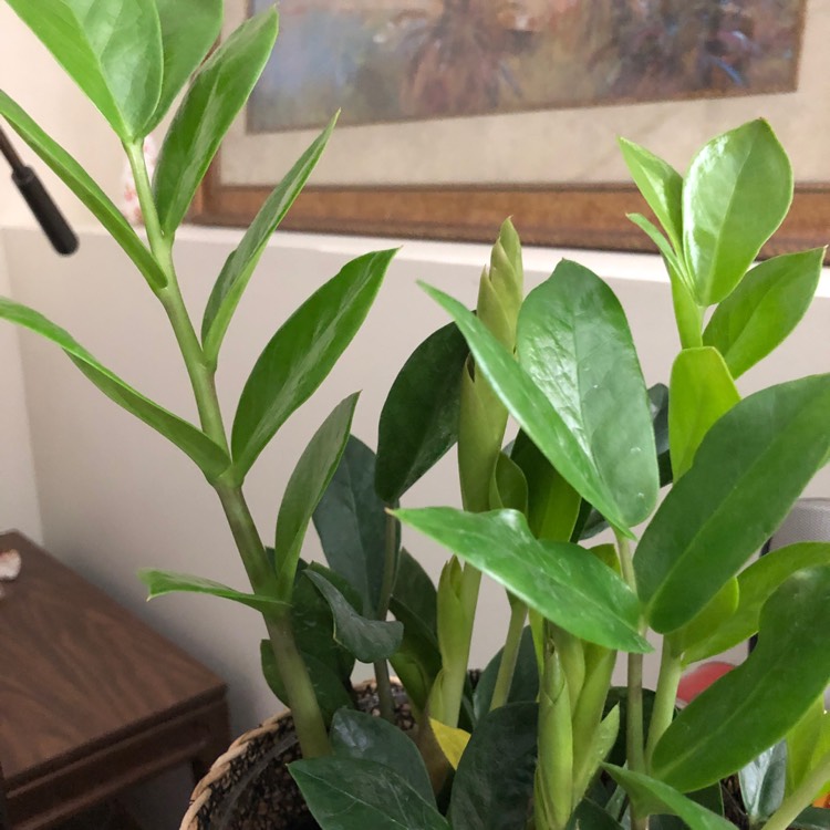 Plant image Zamioculcas zamiifolia 'Zenzi'