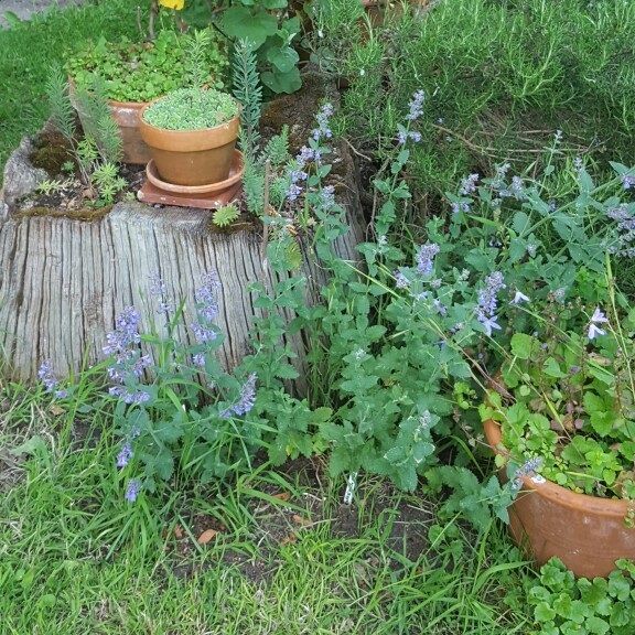 Plant image Nepeta 'Six Hills Giant'