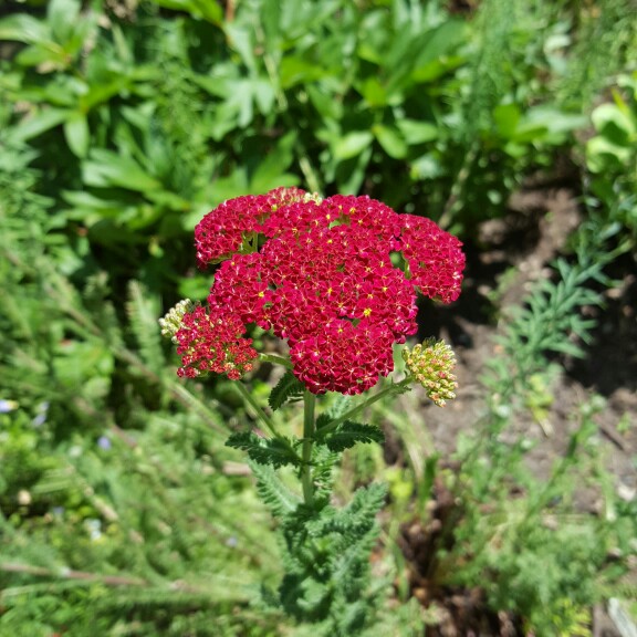 Plant image Achillea millefolium 'Strawberry Seduction'