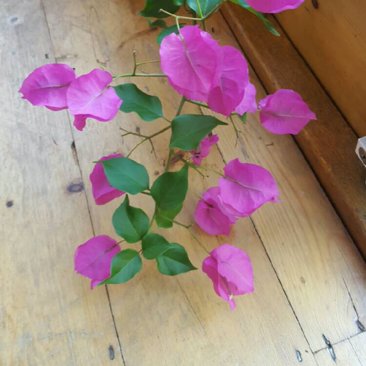 Plant image Bougainvillea 'Vera Deep Purple'