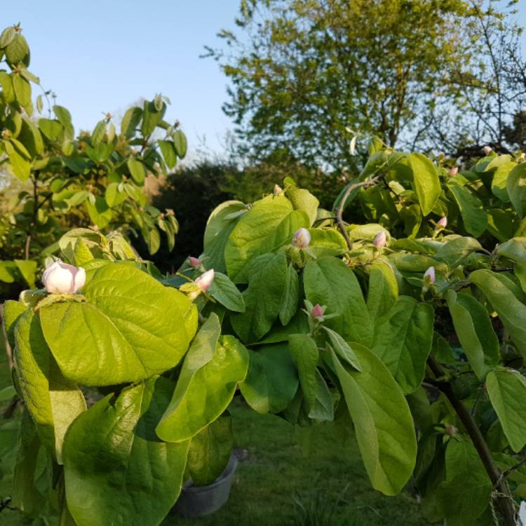 Plant image Cydonia oblonga 'Vranja'