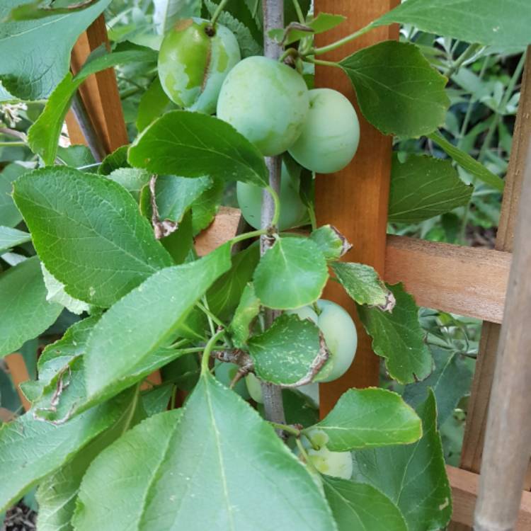 plant image 470281
