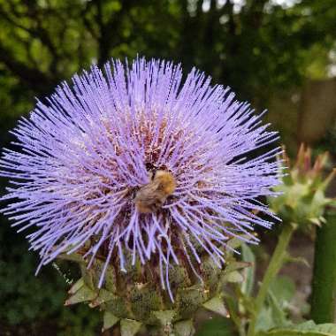 Cynara cardunculus syn. Cynara cardunculus Cardoon