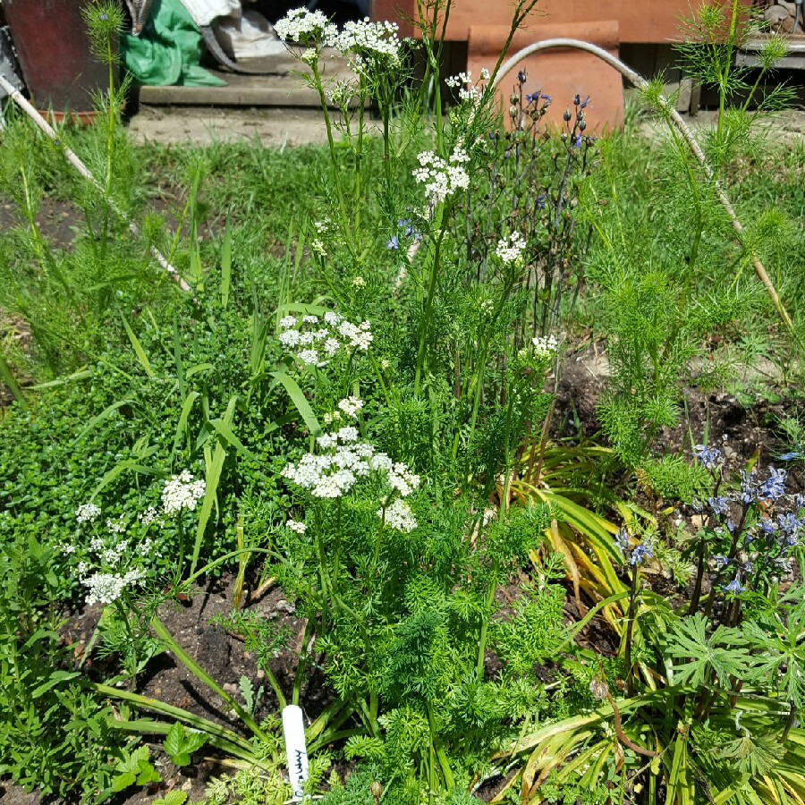 plant image 70926
