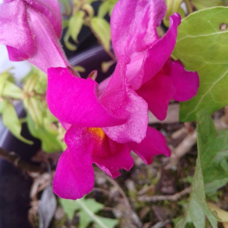 Plant image Angelonia