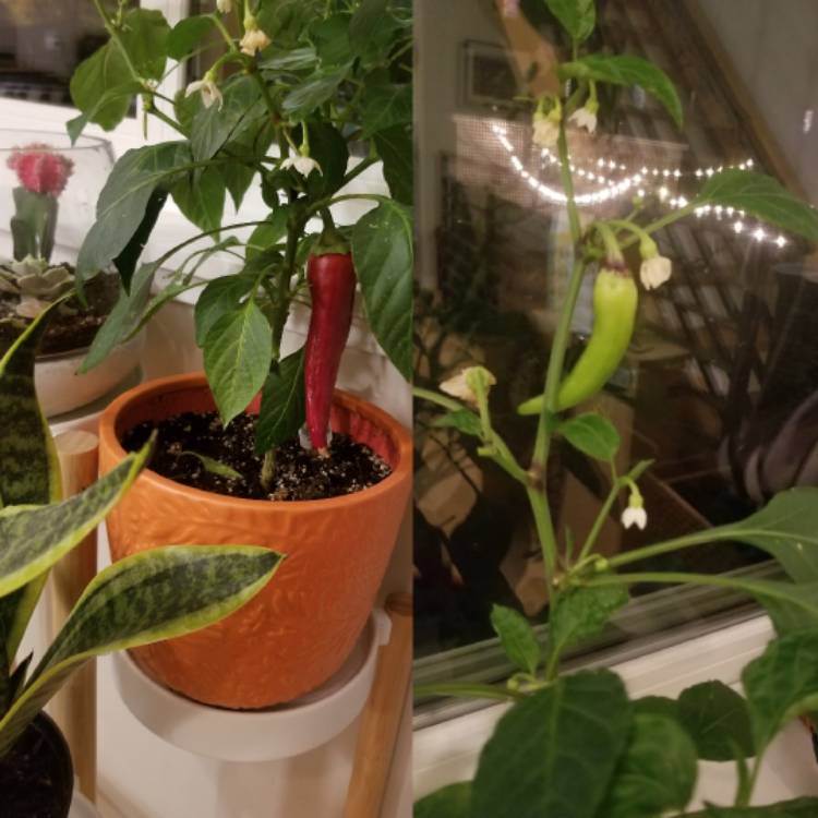Plant image Capsicum Annuum 'Hot Banana'