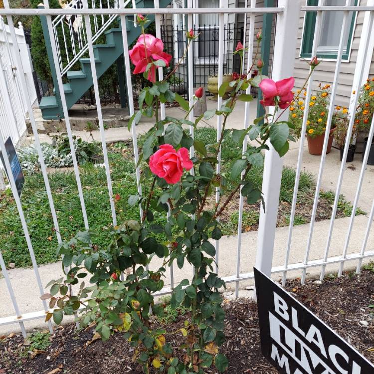 Plant image Rosa 'Pink Peace'