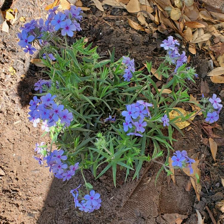 Plant image Phlox divaricata subsp. laphamii 'Chattahoochee'