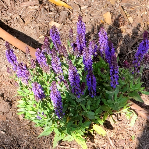Plant image Salvia nemorosa 'New Dimension Blue'