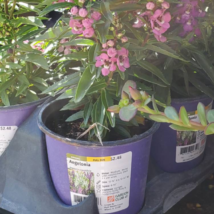 Plant image Angelonia