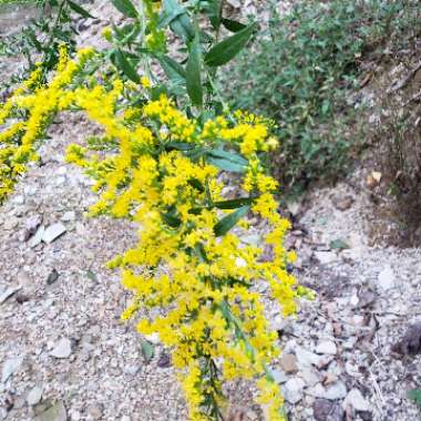 Goldenrod