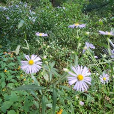 Leah's garden