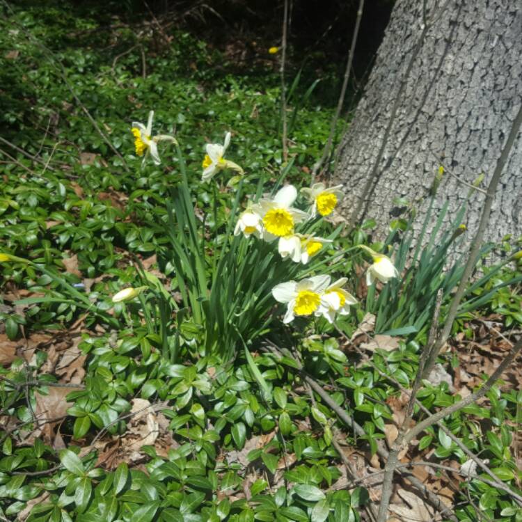 Plant image Narcissus 'Bell Song'
