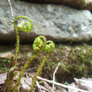 Fern