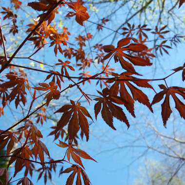 Japanese Maple