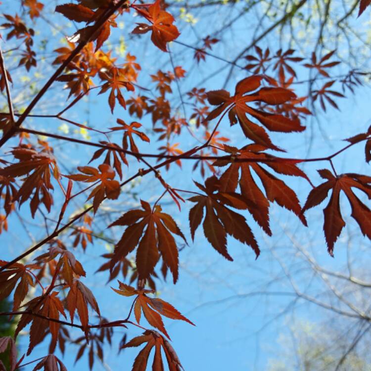 plant image 376119
