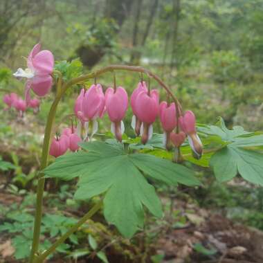 Bleeding Heart 'King of Hearts'