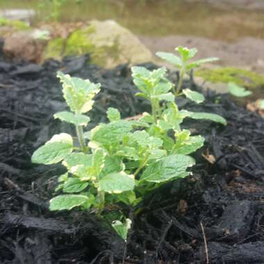 Pineapple Mint