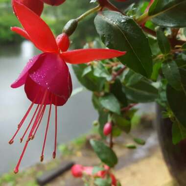 Fuchsia (Tender)