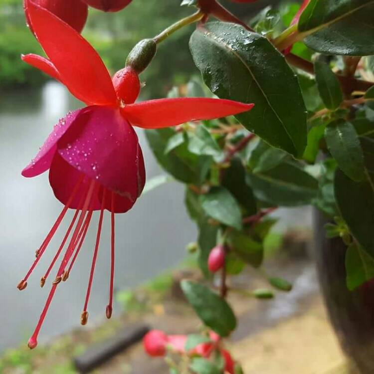 plant image 388273