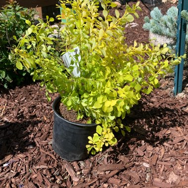 Aurea Nana Barberry