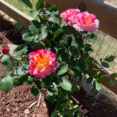 Rose 'Maurice Utrillo'