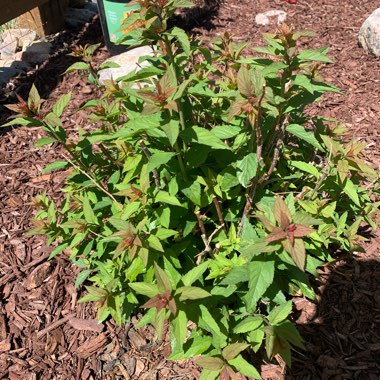 Lindsay's garden