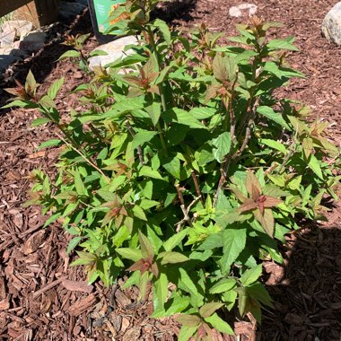 Spiraea 'Goldflame'