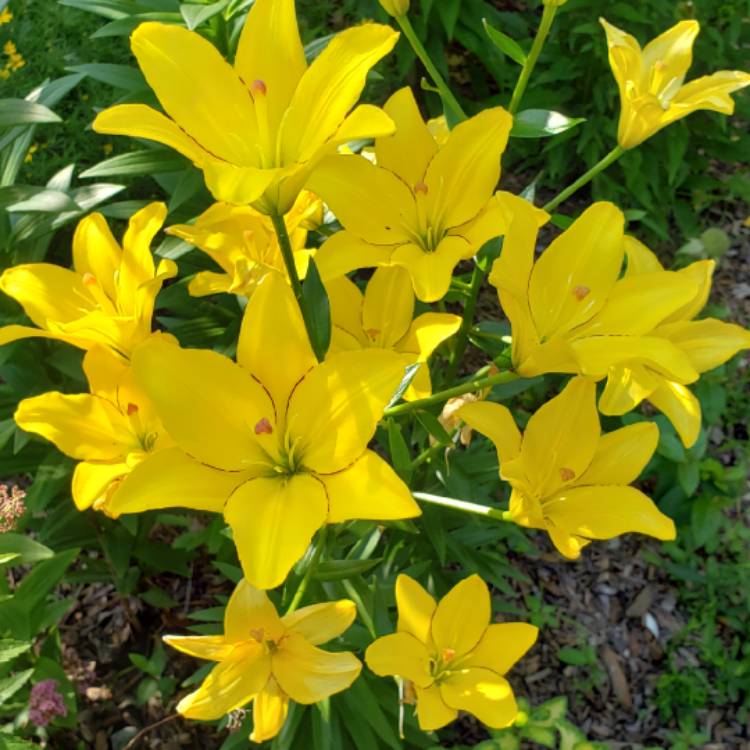 plant image 1109525