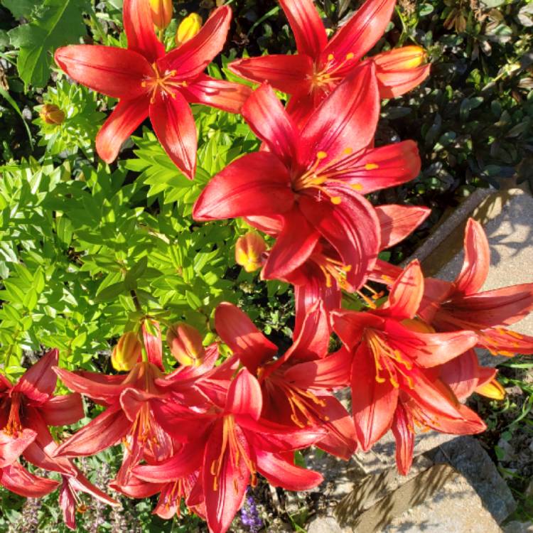 plant image 1109534