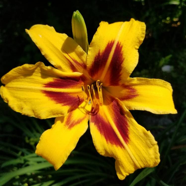 Plant image Hemerocallis 'Wild Horses'