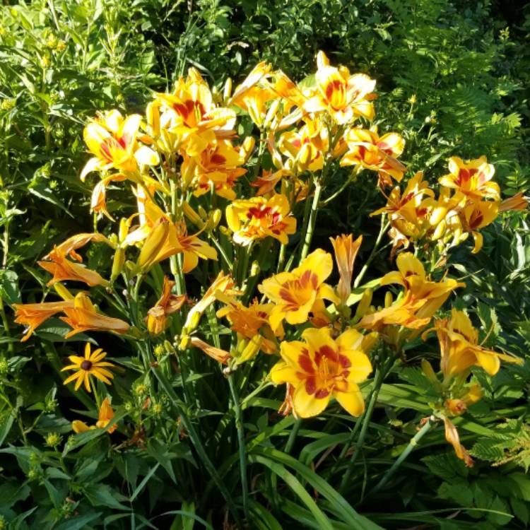 Plant image Hemerocallis 'Wild Horses'