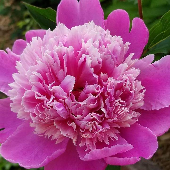Plant image Paeonia lactiflora 'Monsieur Jules Elie'