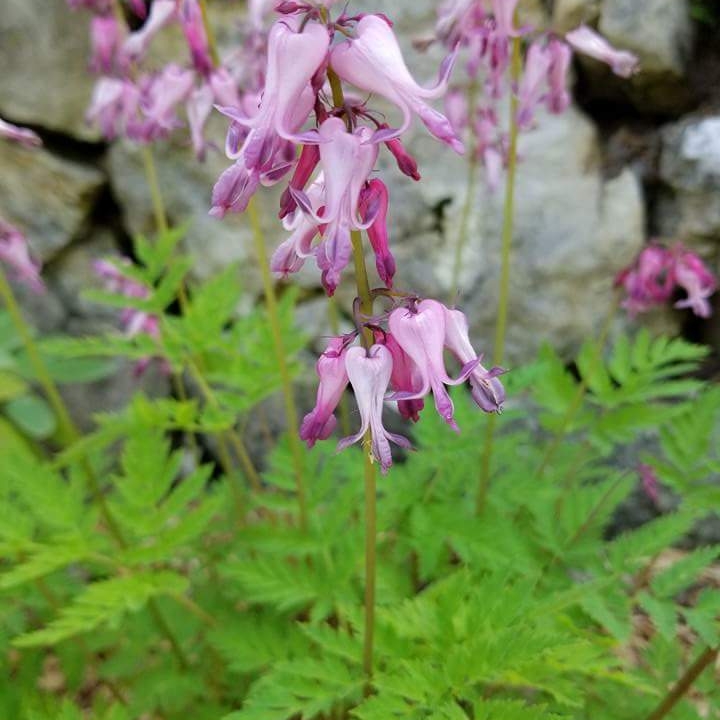 Plant image Dicentra formosa 'Luxuriant'