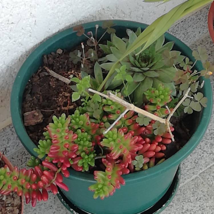 plant image 1058539