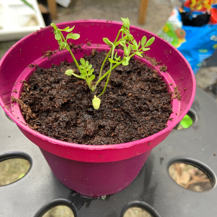 plant image 1084898