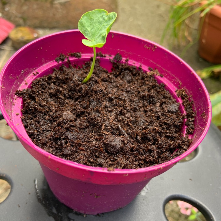 plant image 1084907